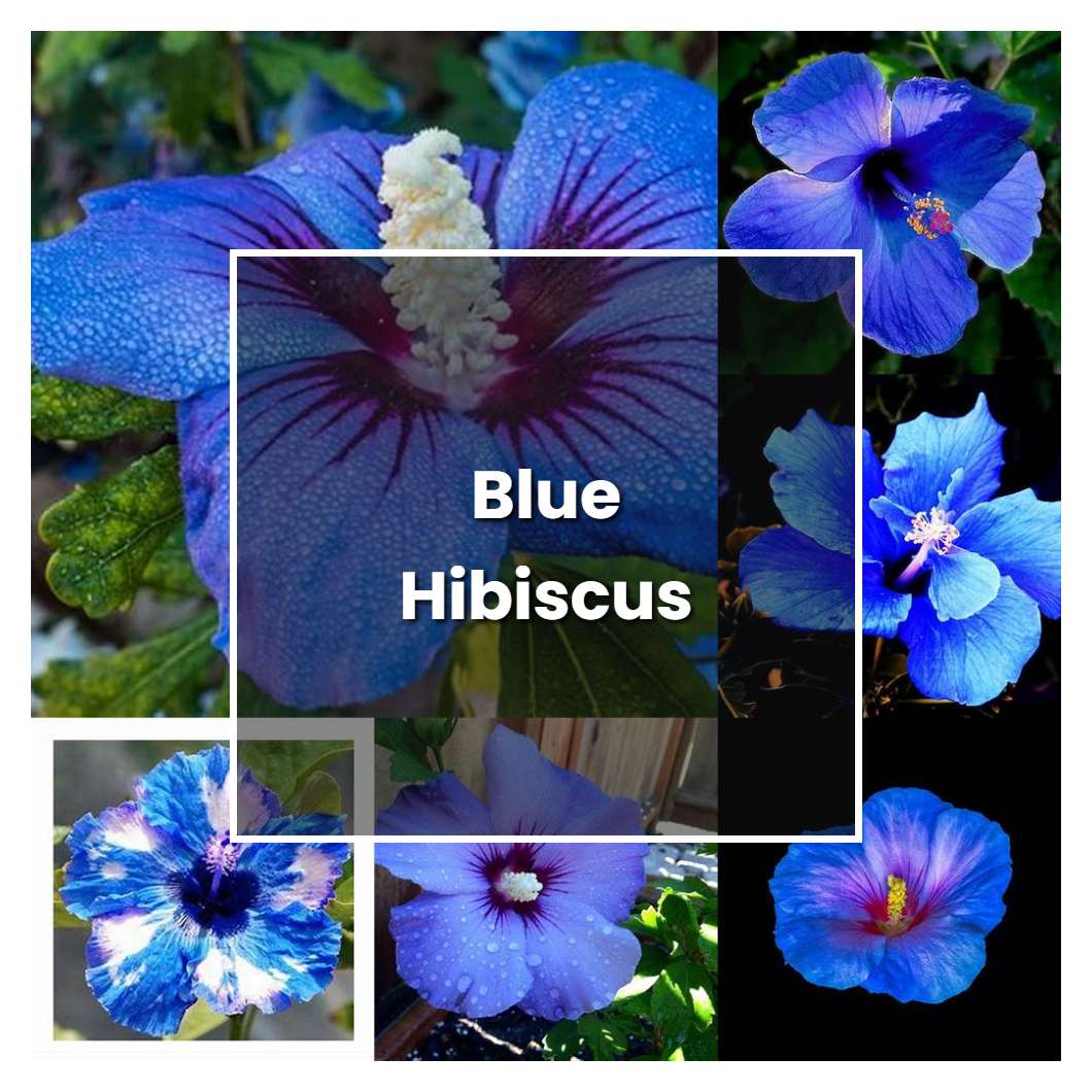 How to Grow Blue Hibiscus - Plant Care & Tips