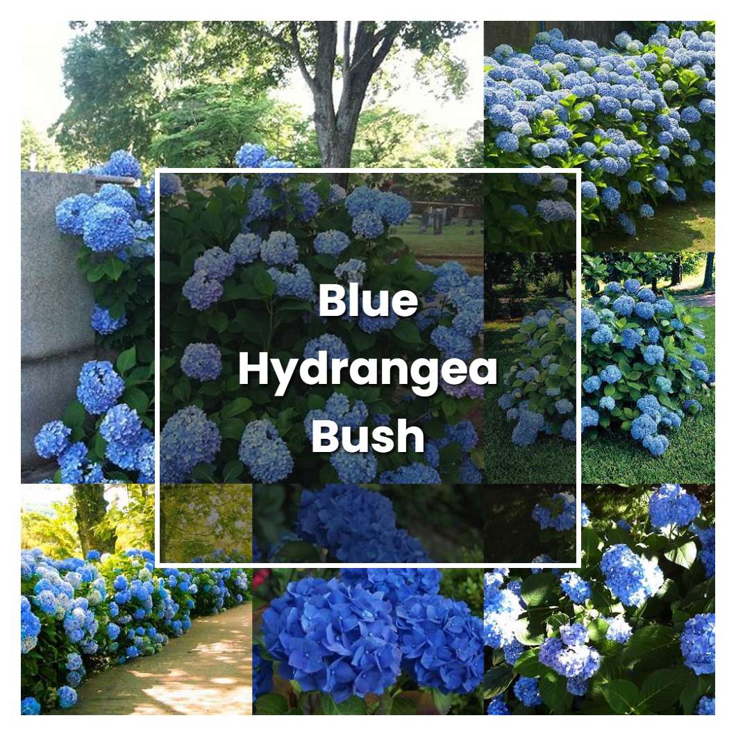 How to Grow Blue Hydrangea Bush - Plant Care & Tips