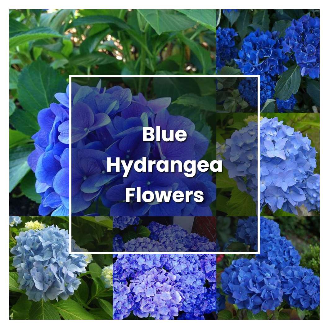 How to Grow Blue Hydrangea Flowers - Plant Care & Tips