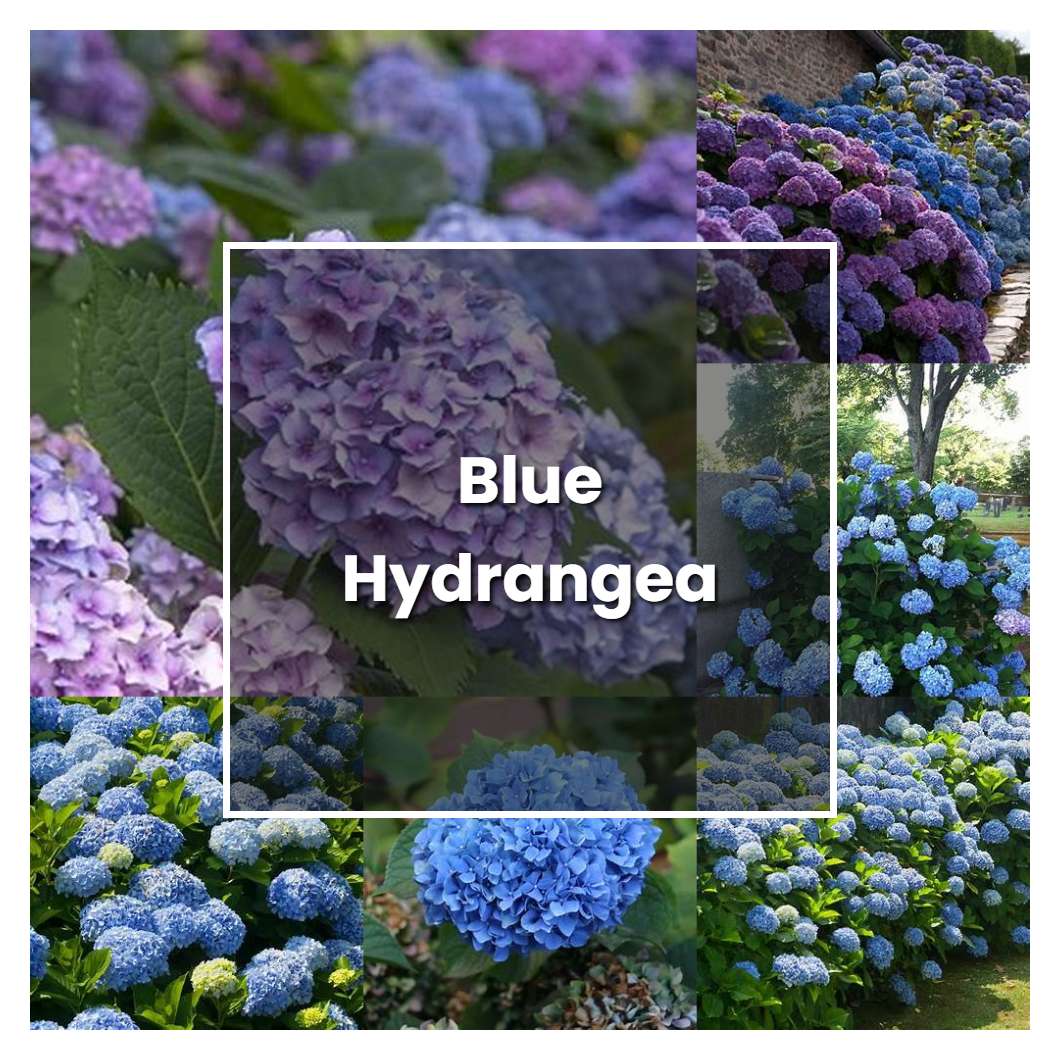 How to Grow Blue Hydrangea - Plant Care & Tips | NorwichGardener