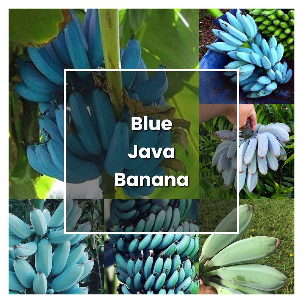 How to Grow Blue Java Banana - Plant Care & Tips
