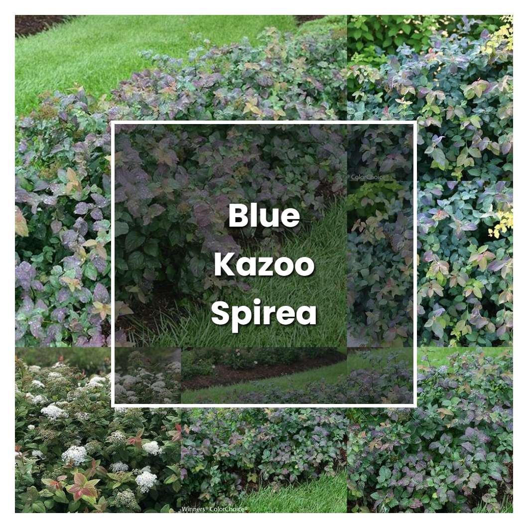 How to Grow Blue Kazoo Spirea - Plant Care & Tips