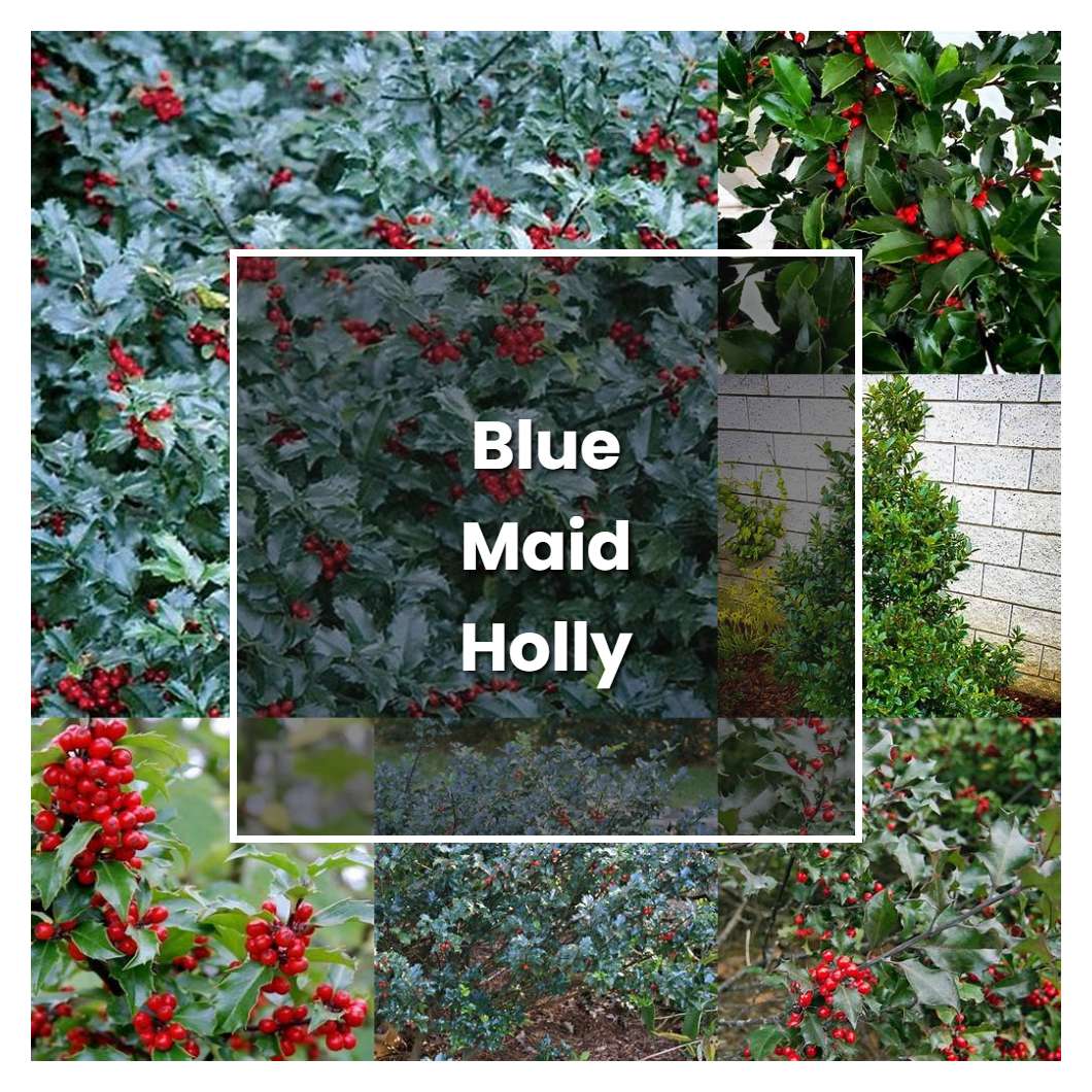 How to Grow Blue Maid Holly Shrub - Plant Care & Tips