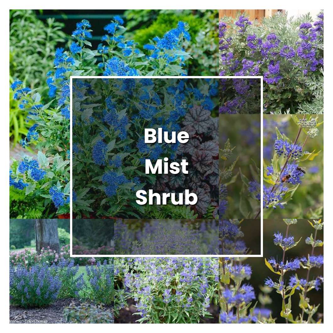 How to Grow Blue Mist Shrub - Plant Care & Tips
