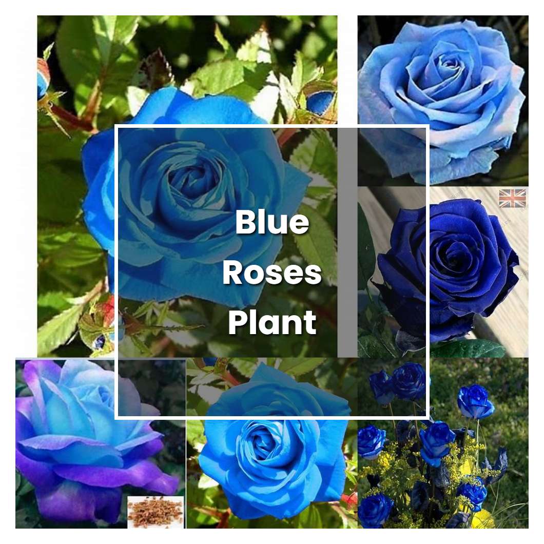 How to Grow Blue Roses Plant - Plant Care & Tips