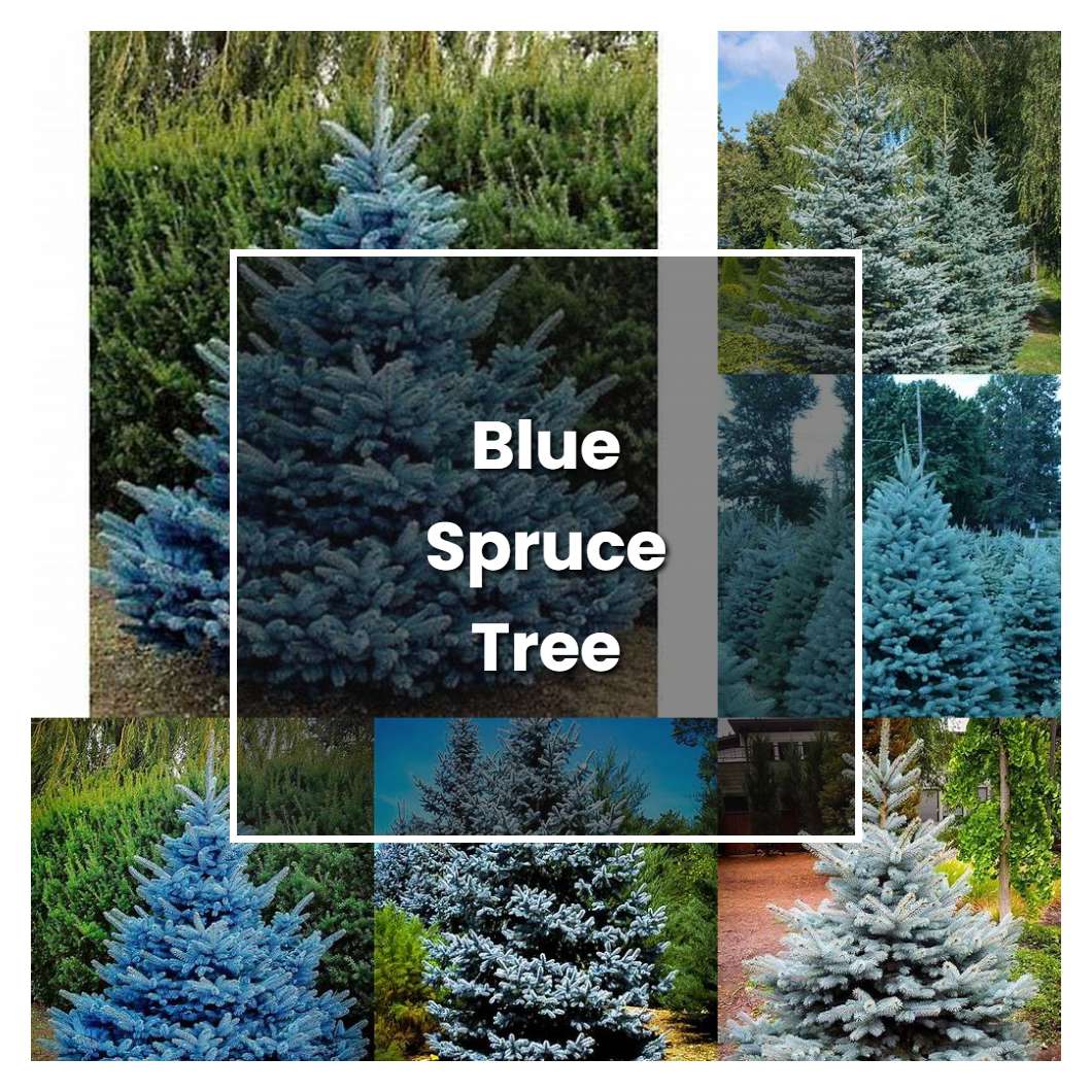 How to Grow Blue Spruce Tree - Plant Care & Tips