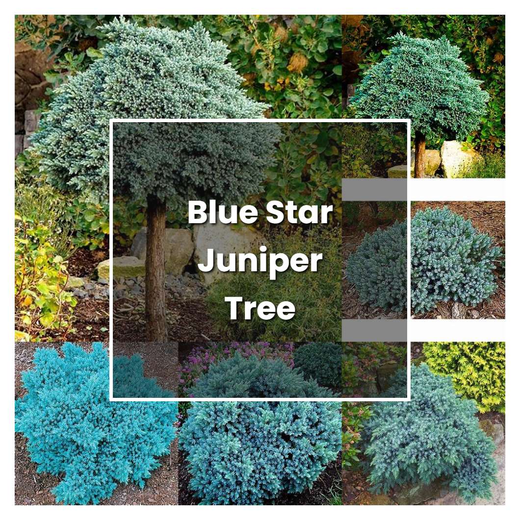 How to Grow Blue Star Juniper Tree - Plant Care & Tips