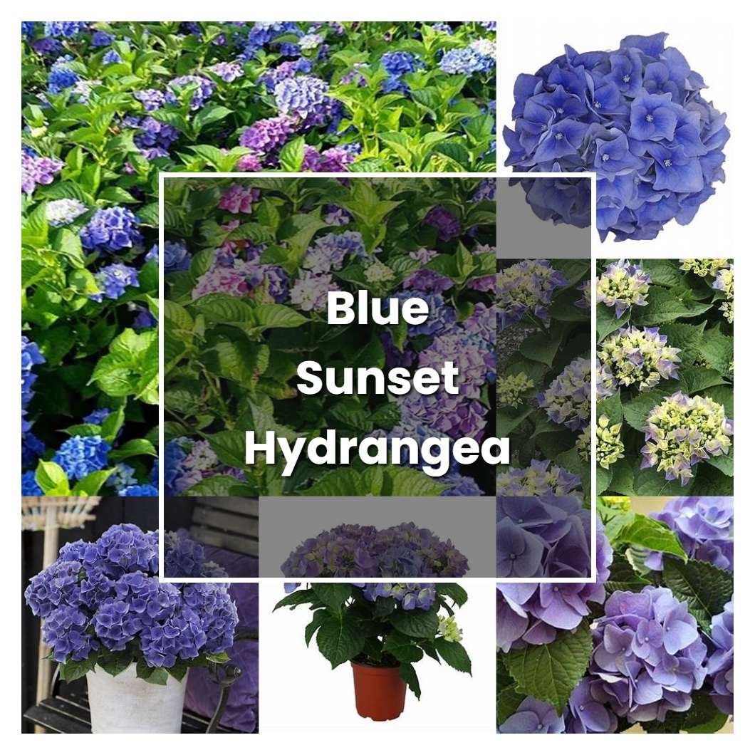 How to Grow Blue Sunset Hydrangea - Plant Care & Tips | NorwichGardener