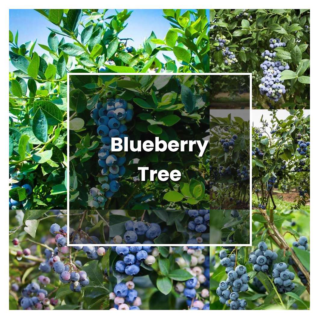 How to Grow Blueberry Tree - Plant Care & Tips