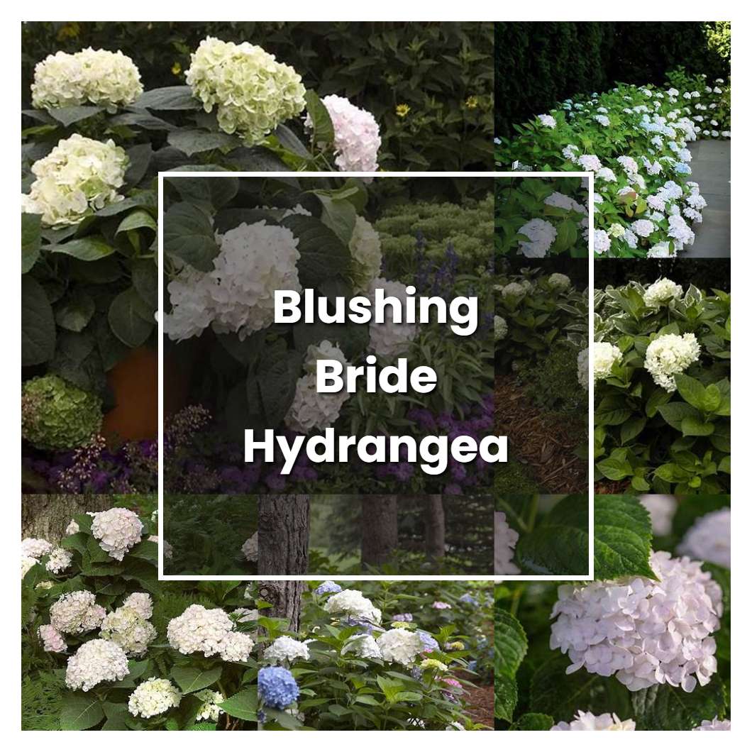 How to Grow Blushing Bride Hydrangea - Plant Care & Tips