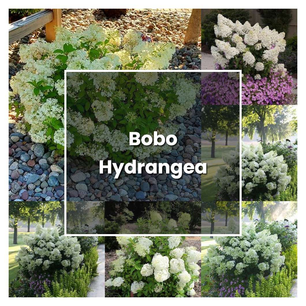 How to Grow Bobo Hydrangea - Plant Care & Tips