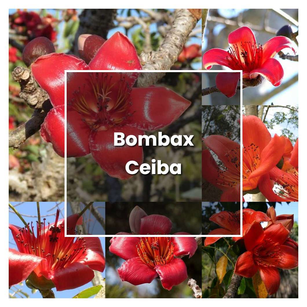 How to Grow Bombax Ceiba - Plant Care & Tips