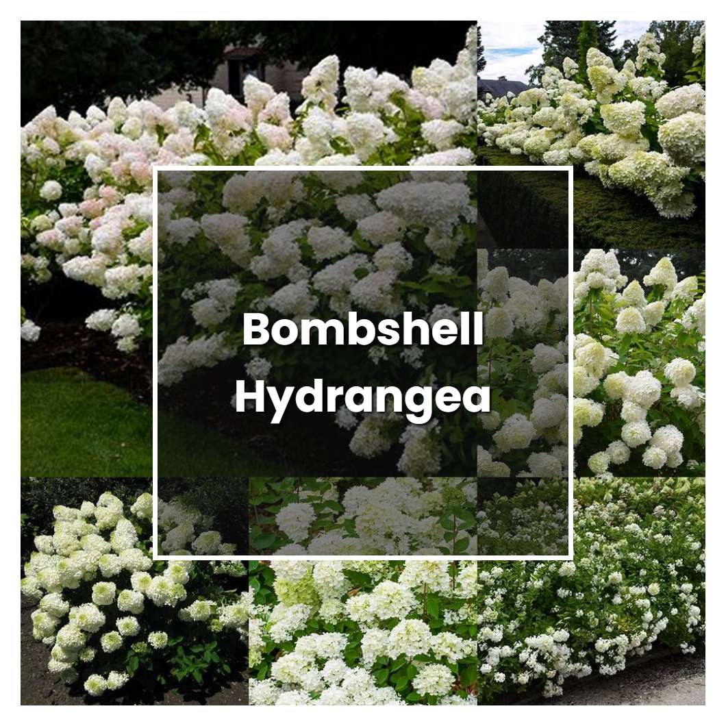 How to Grow Bombshell Hydrangea - Plant Care & Tips