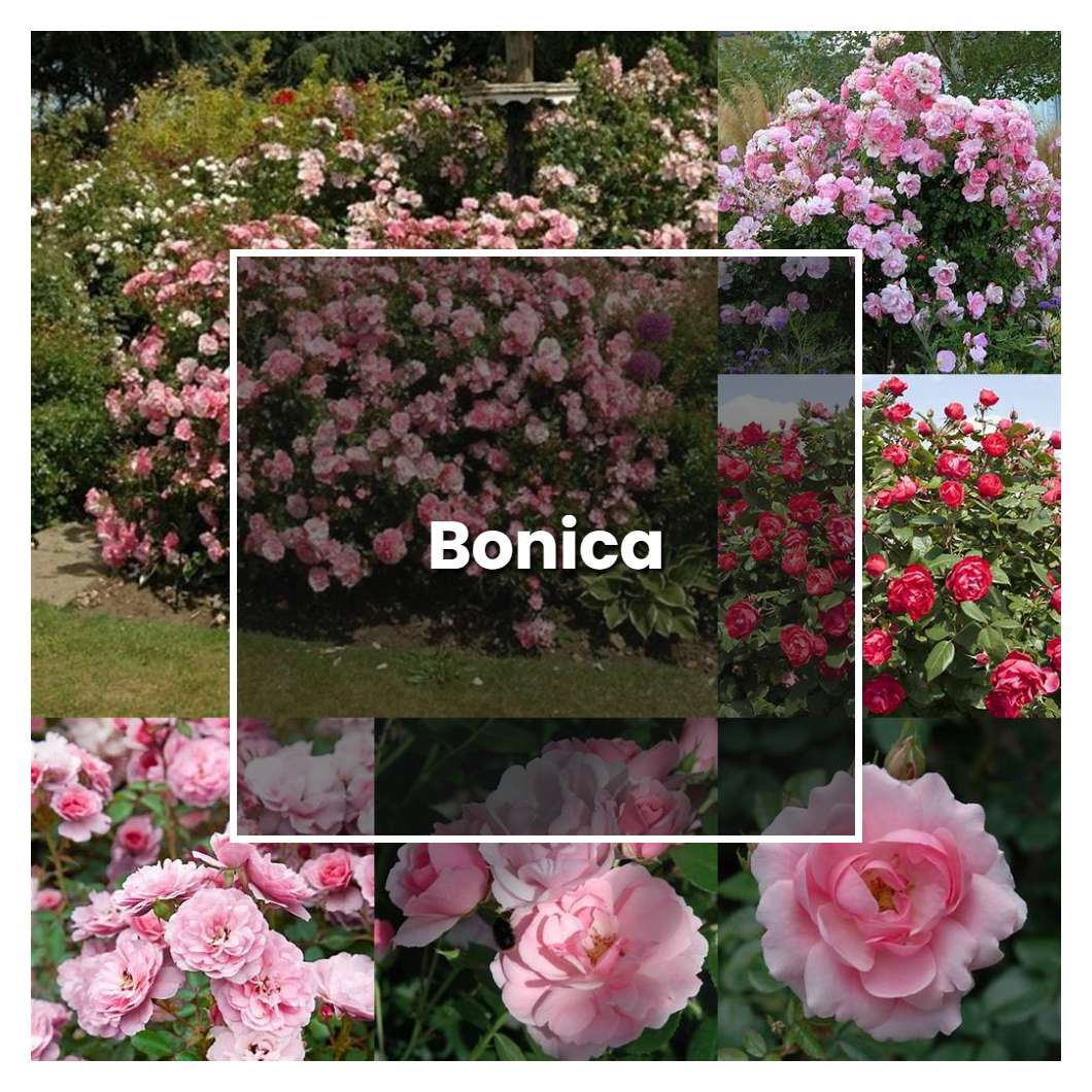 How to Grow Bonica - Plant Care & Tips