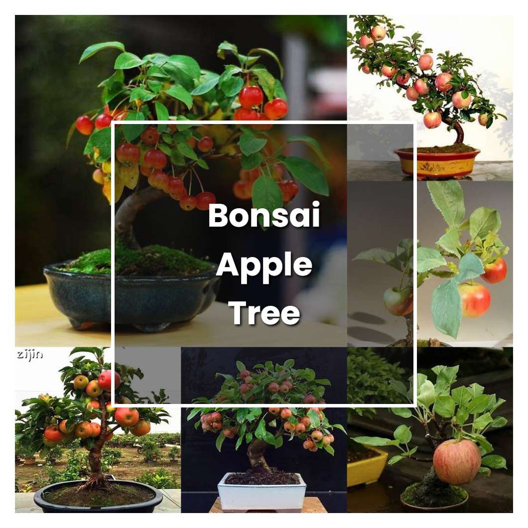 How to Grow Bonsai Apple Tree - Plant Care & Tips