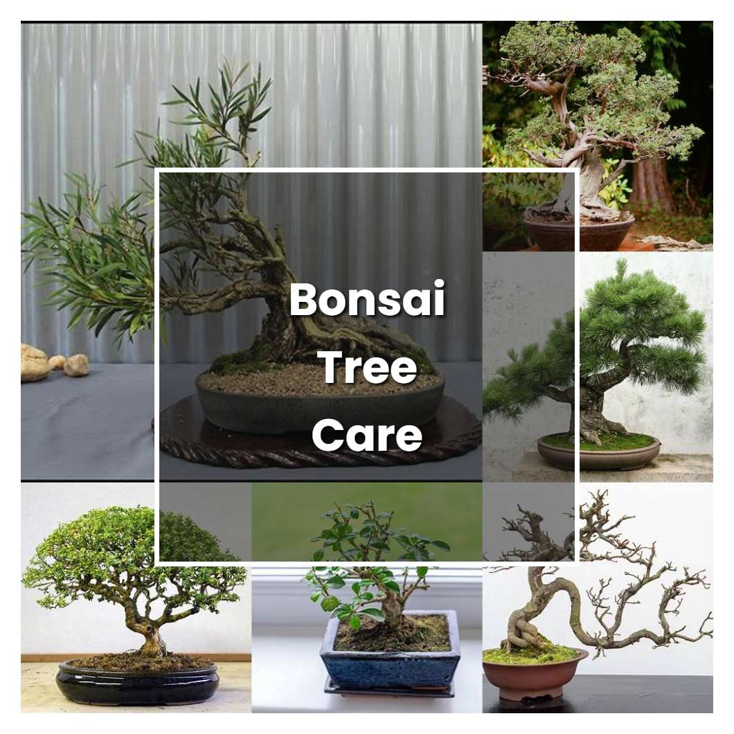 How to Grow Bonsai Tree Care - Plant Care & Tips