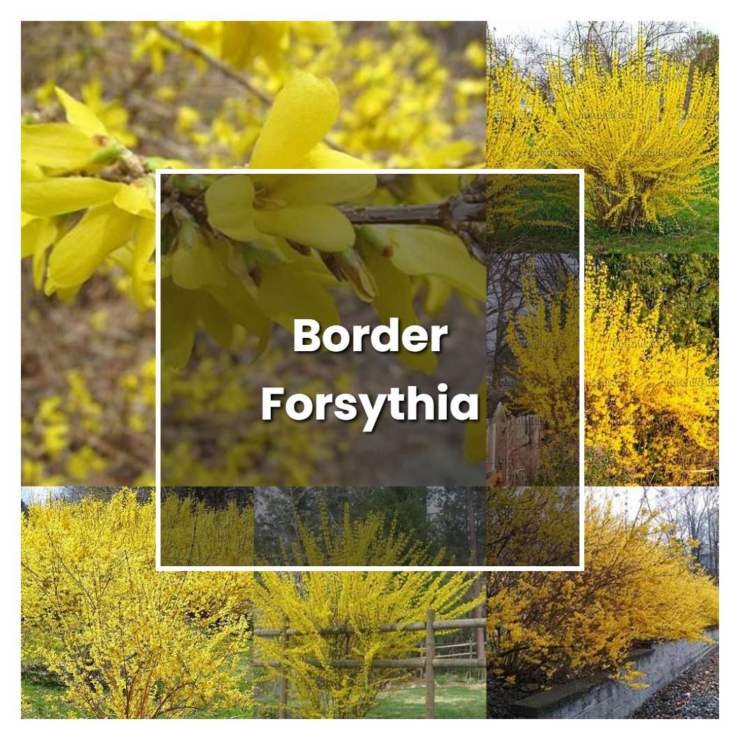 How to Grow Border Forsythia - Plant Care & Tips