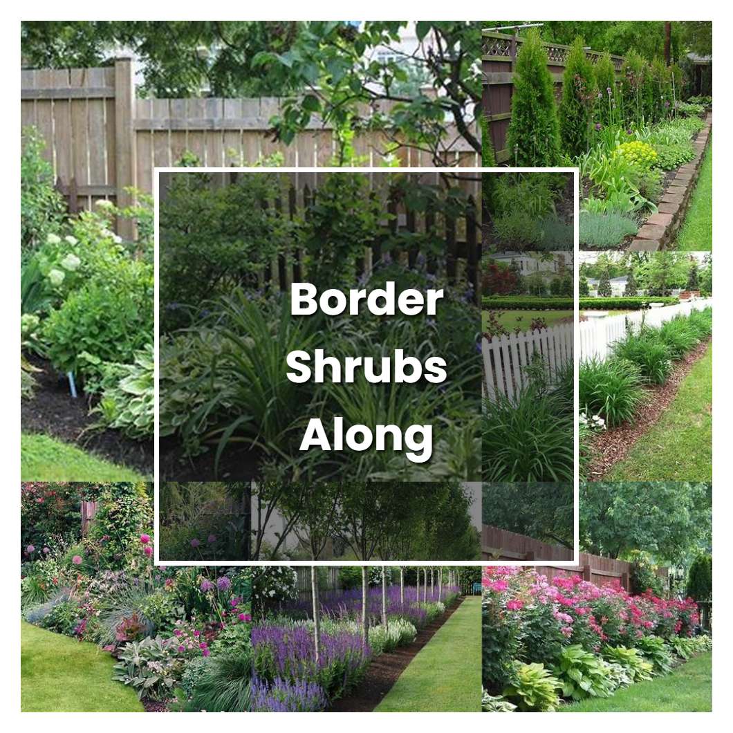 How to Grow Border Shrubs Along Fence - Plant Care & Tips