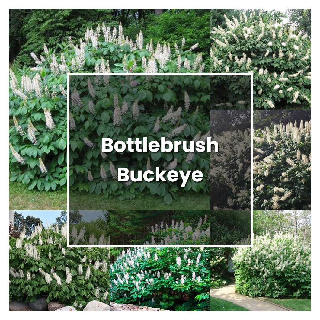 How to Grow Bottlebrush Buckeye - Plant Care & Tips