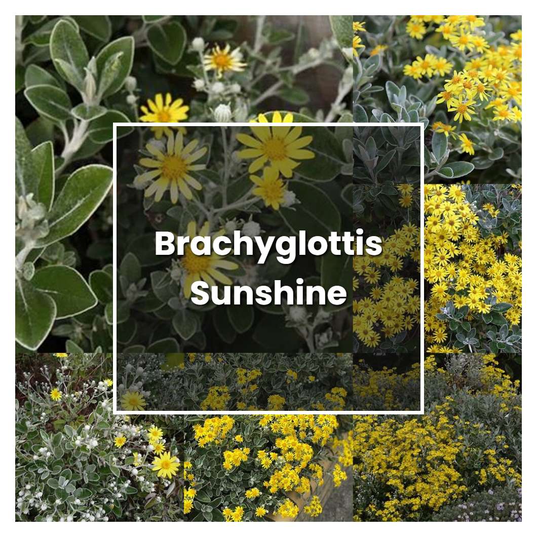 How to Grow Brachyglottis Sunshine - Plant Care & Tips