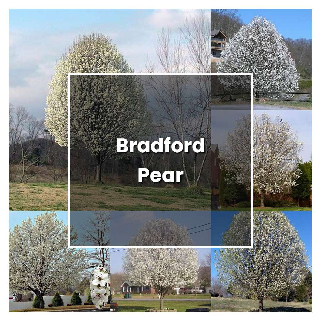 How to Grow Bradford Pear - Plant Care & Tips