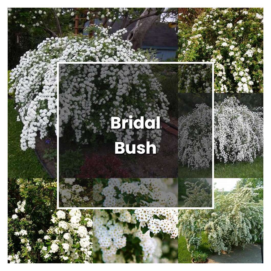 How to Grow Bridal Bush - Plant Care & Tips