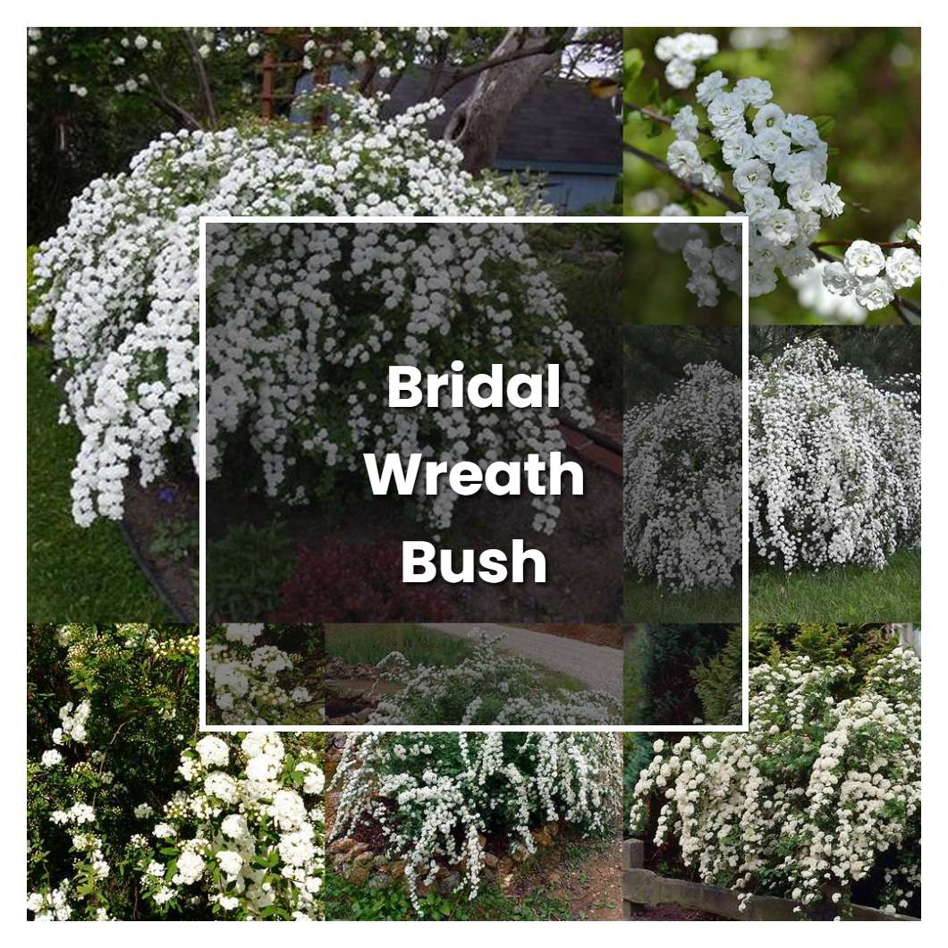 How to Grow Bridal Wreath Bush - Plant Care & Tips