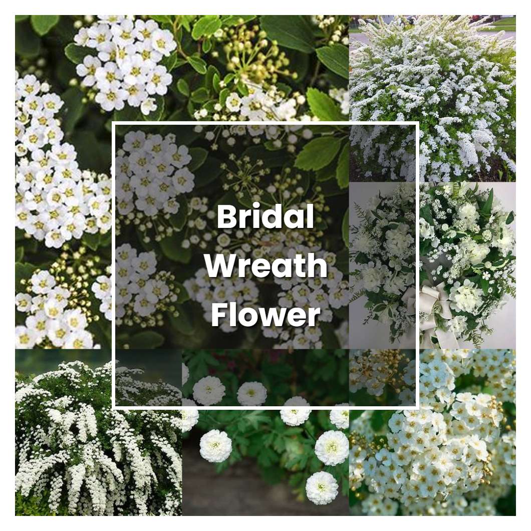 How to Grow Bridal Wreath Flower - Plant Care & Tips