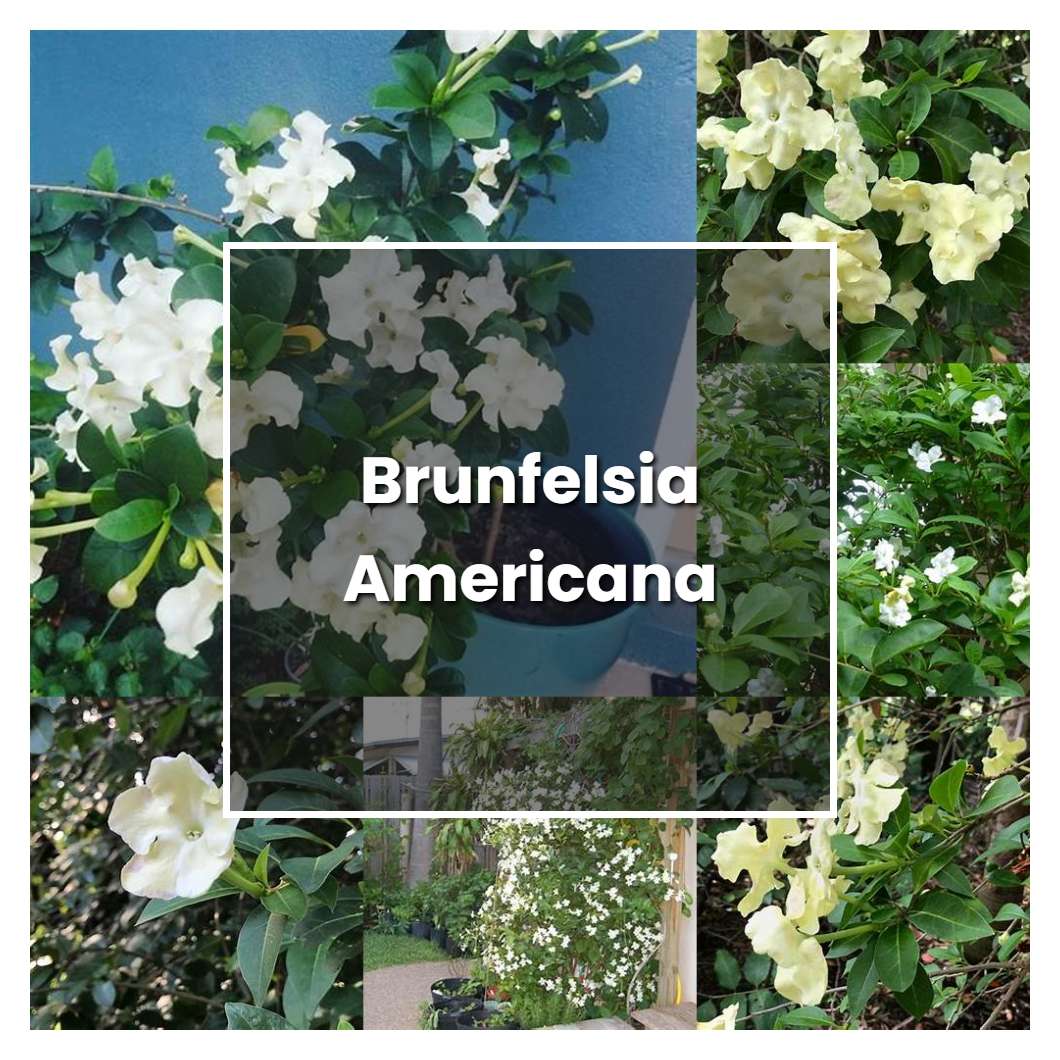 How to Grow Brunfelsia Americana - Plant Care & Tips