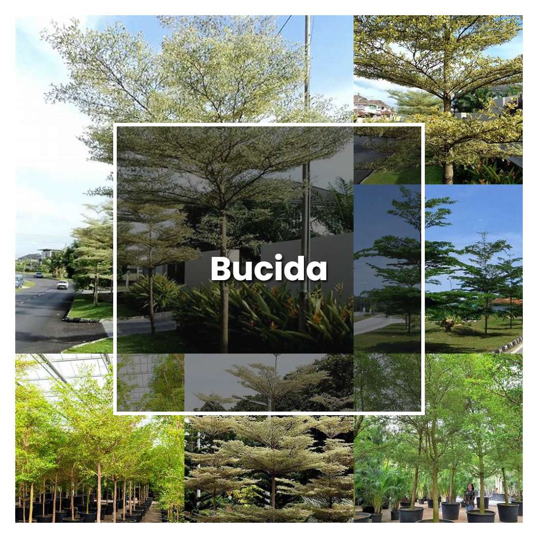 How to Grow Bucida - Plant Care & Tips