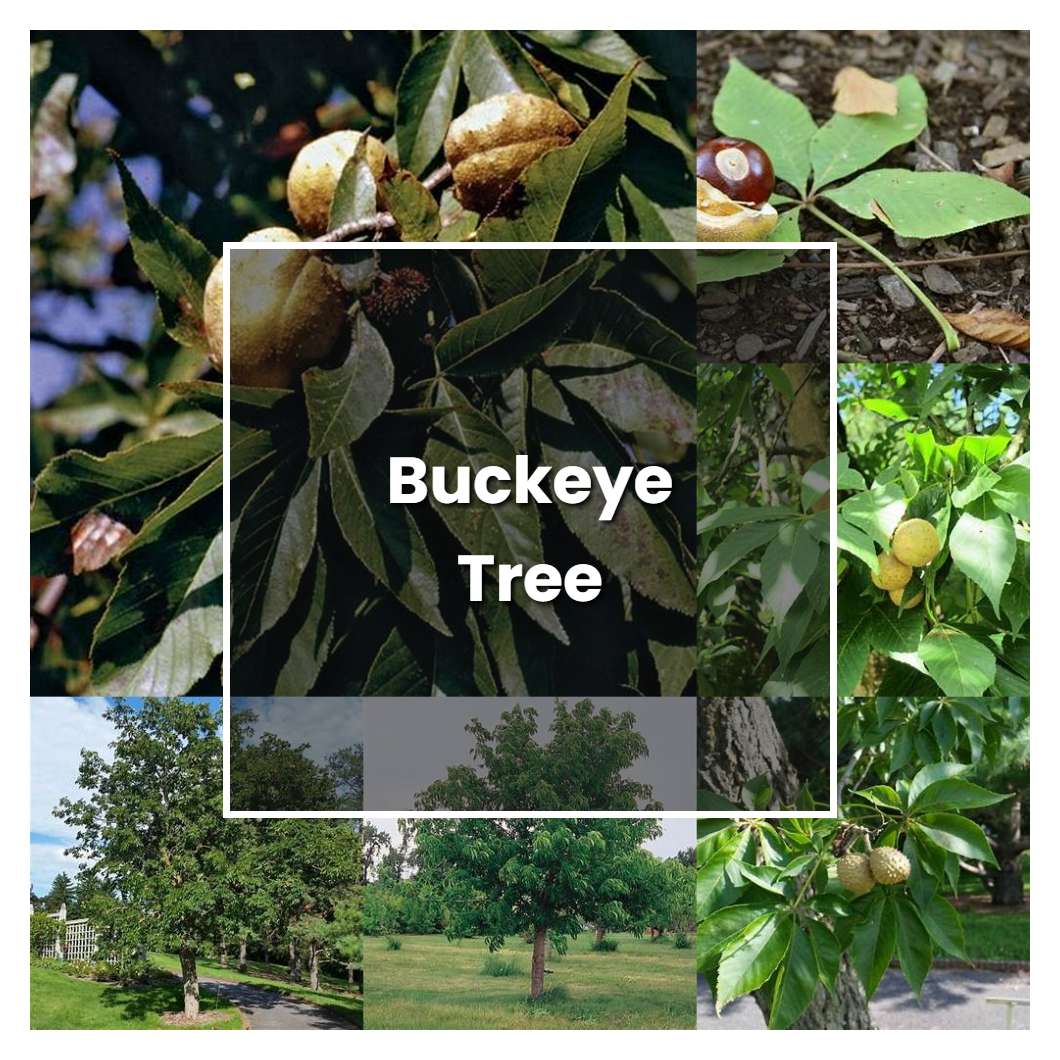 How to Grow Buckeye Tree - Plant Care & Tips
