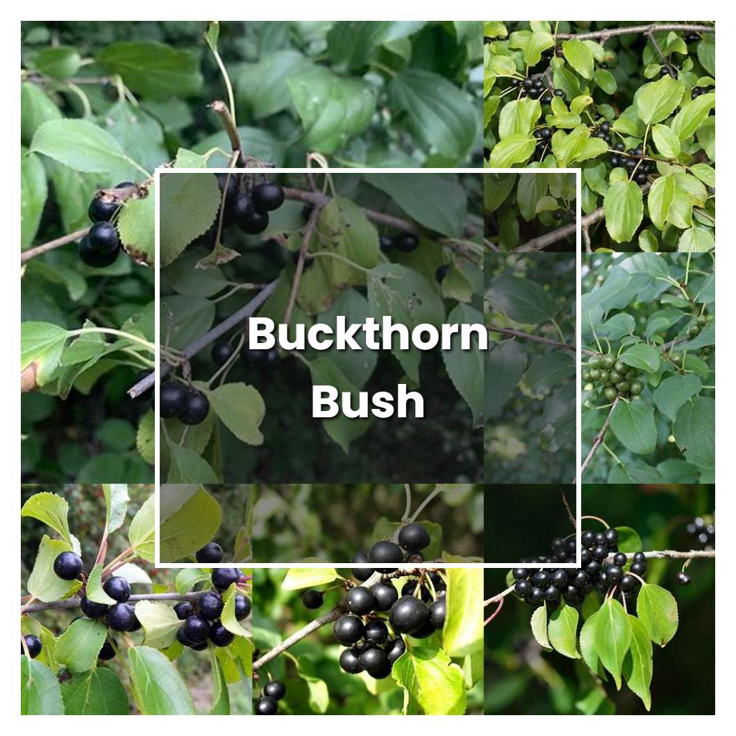 How to Grow Buckthorn Bush - Plant Care & Tips