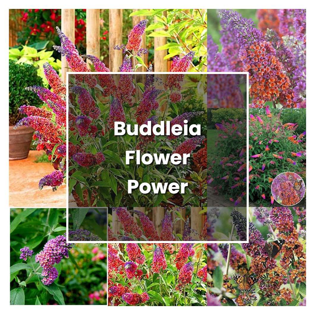How to Grow Buddleia Flower Power - Plant Care & Tips
