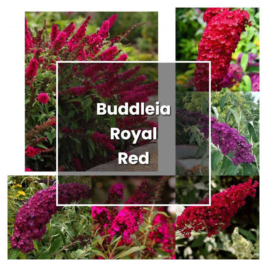 How to Grow Buddleia Royal Red - Plant Care & Tips