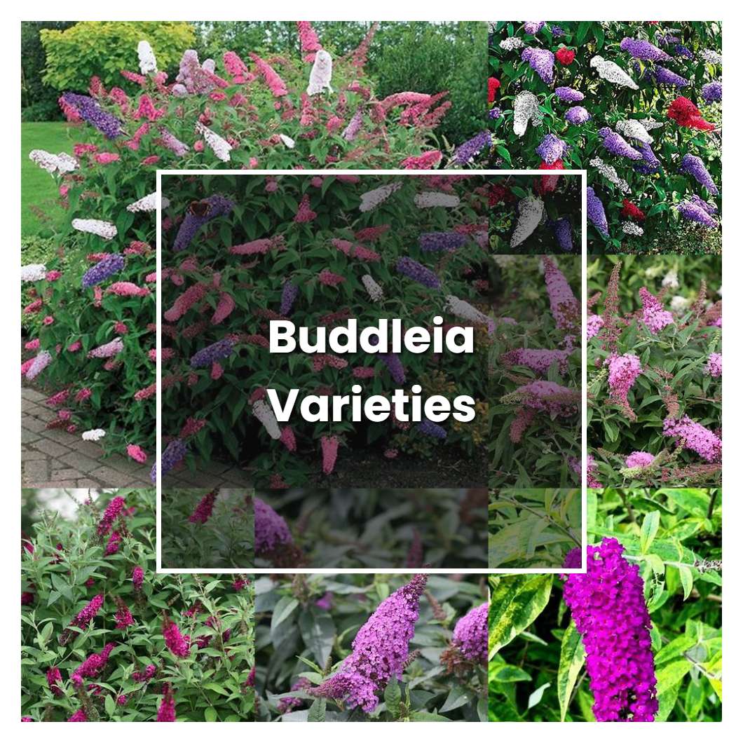 How to Grow Buddleia Varieties - Plant Care & Tips