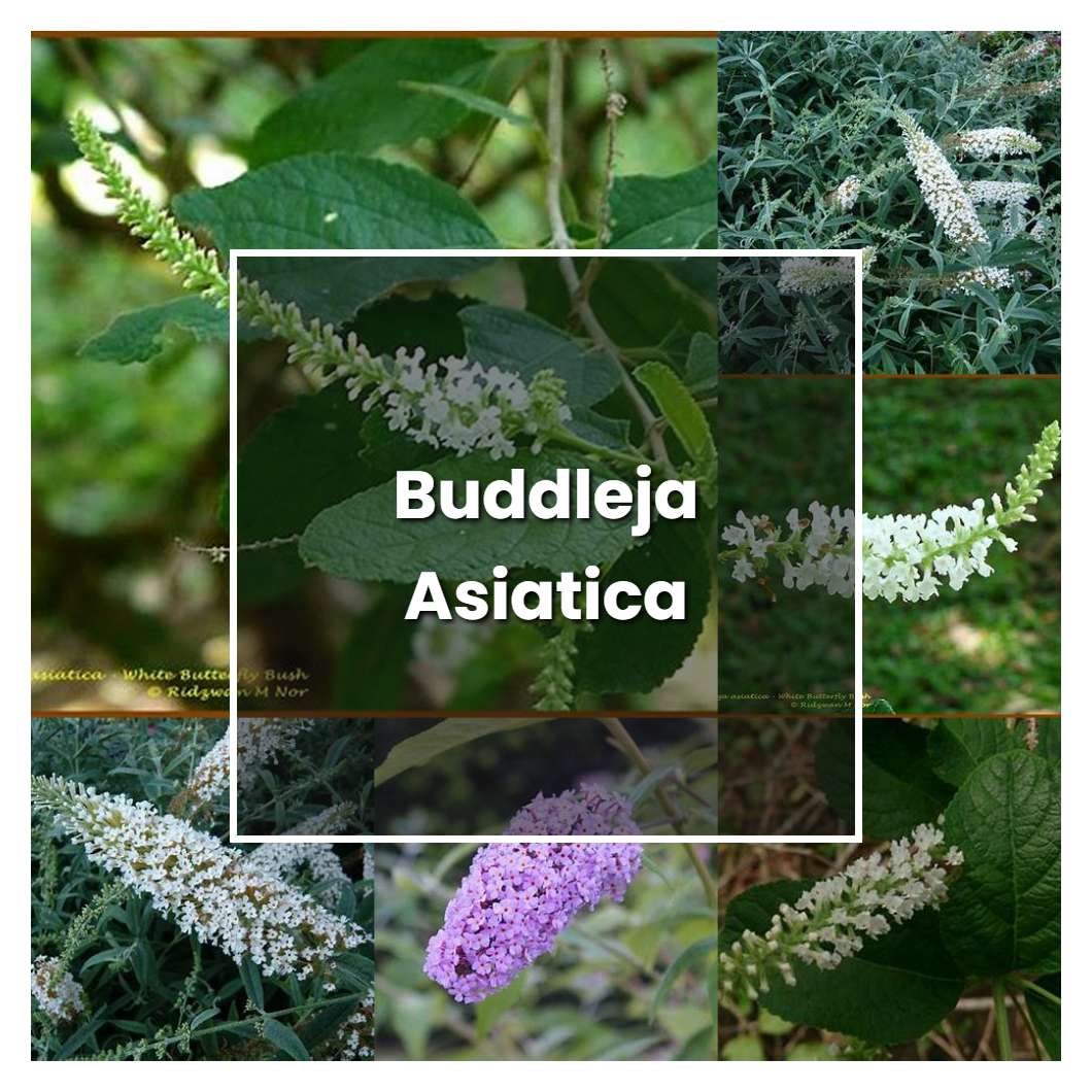 How to Grow Buddleja Asiatica - Plant Care & Tips