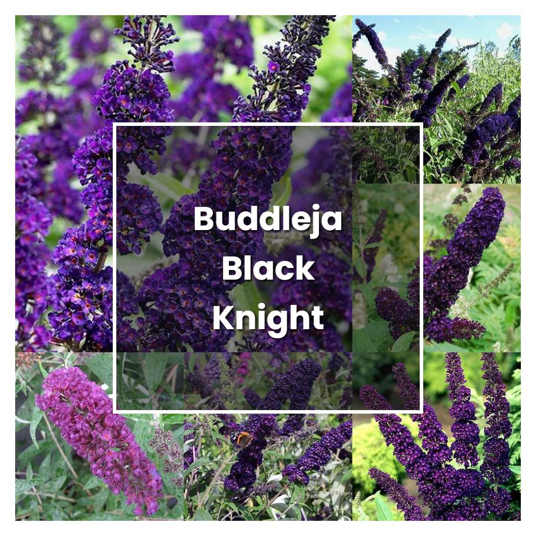 How to Grow Buddleja Black Knight - Plant Care & Tips