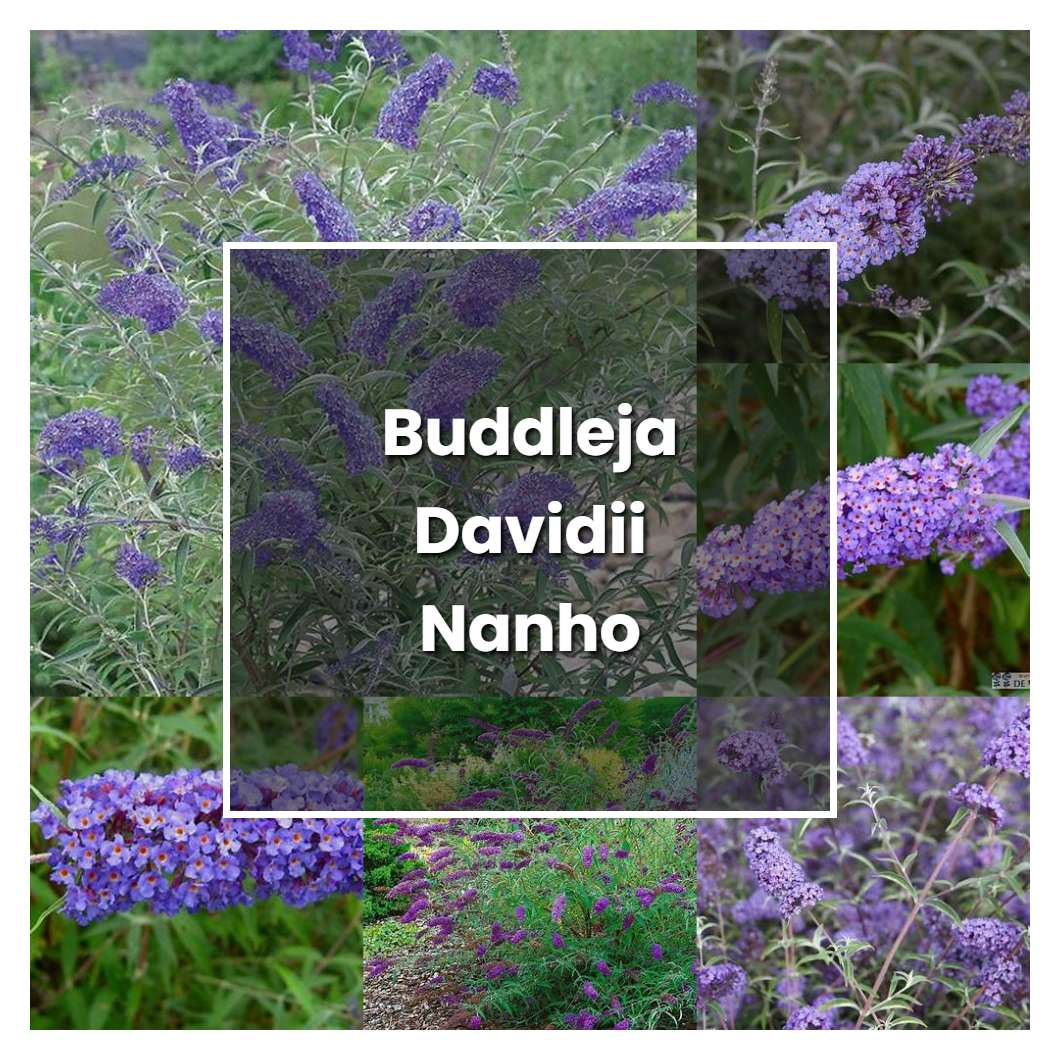 How to Grow Buddleja Davidii Nanho Blue - Plant Care & Tips