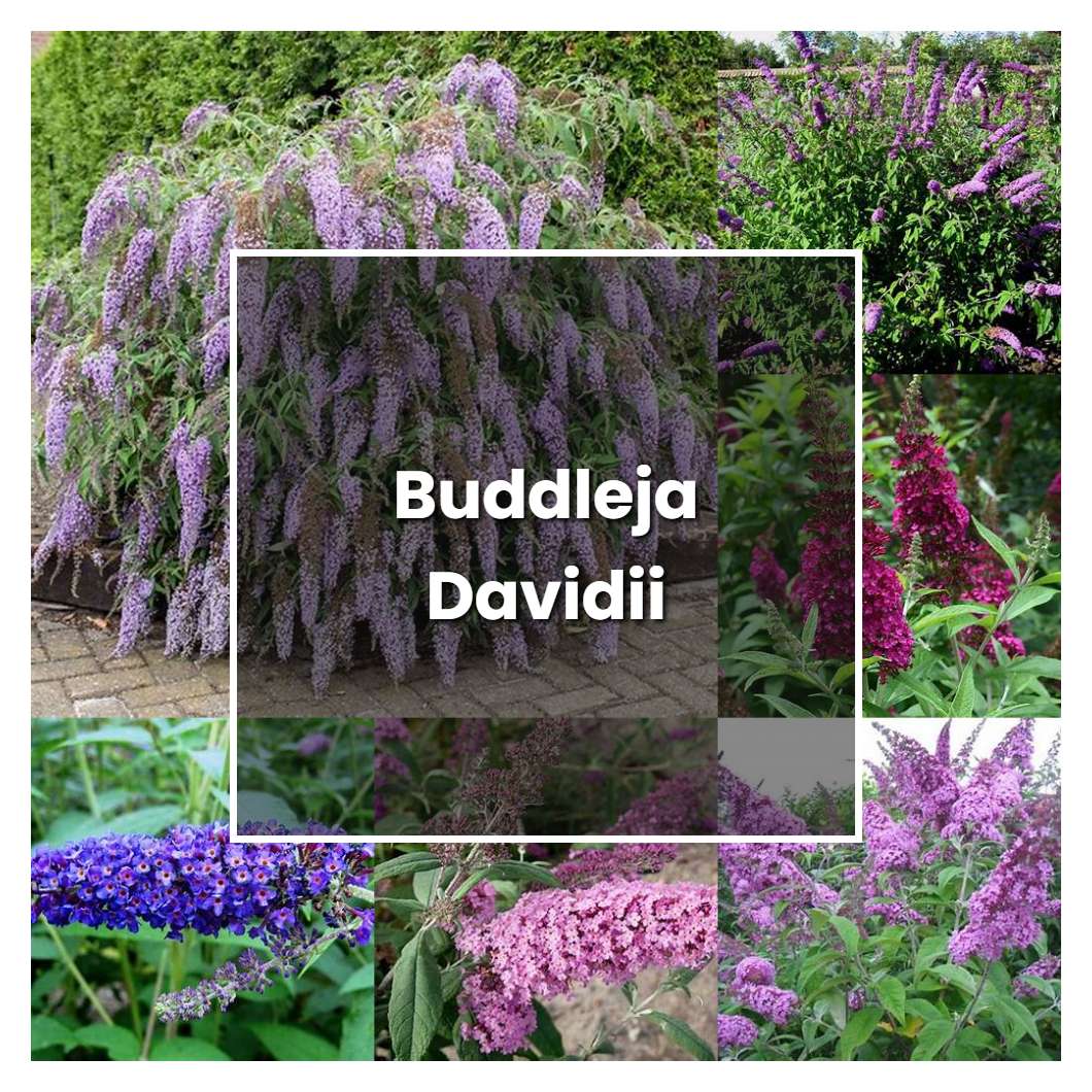How to Grow Buddleja Davidii - Plant Care & Tips