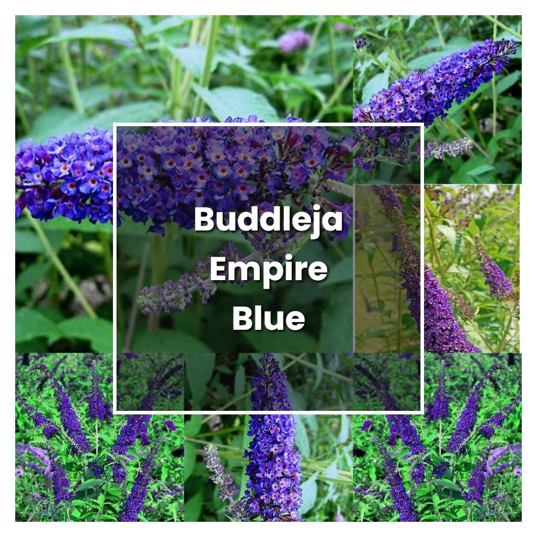 How to Grow Buddleja Empire Blue - Plant Care & Tips