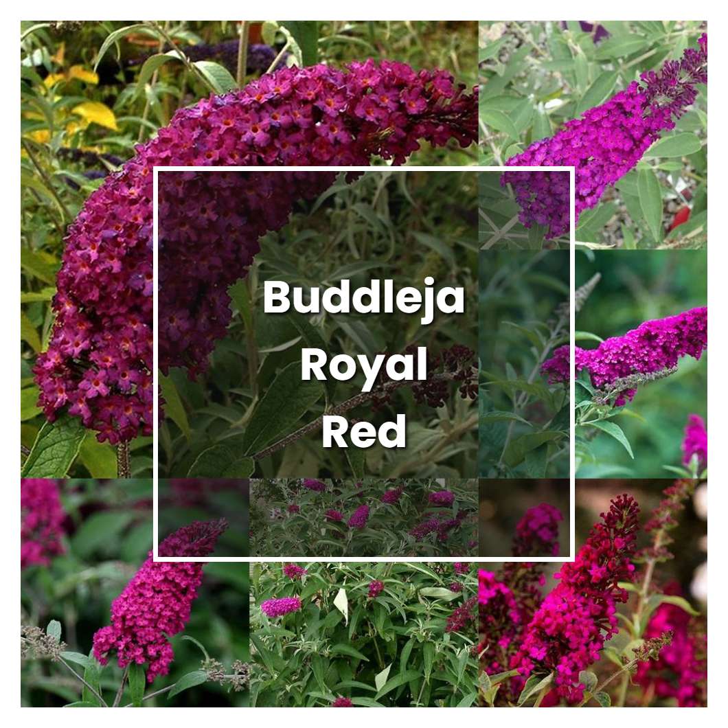 How to Grow Buddleja Royal Red - Plant Care & Tips