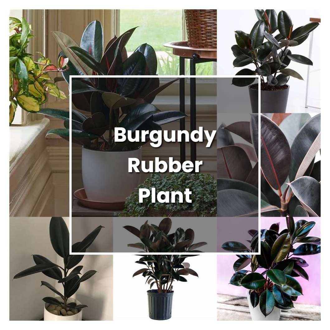 How to Grow Burgundy Rubber Plant - Plant Care & Tips