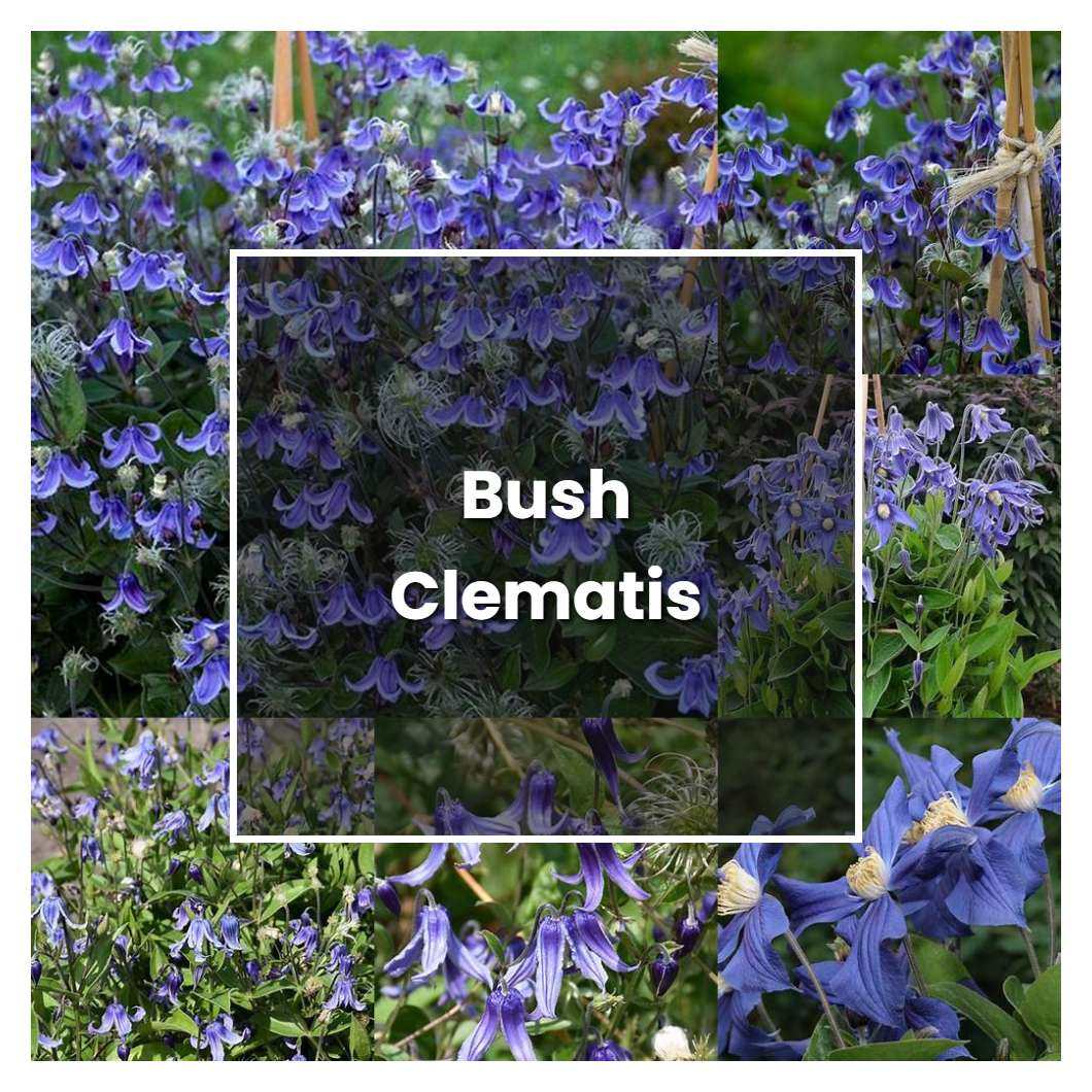 How to Grow Bush Clematis - Plant Care & Tips