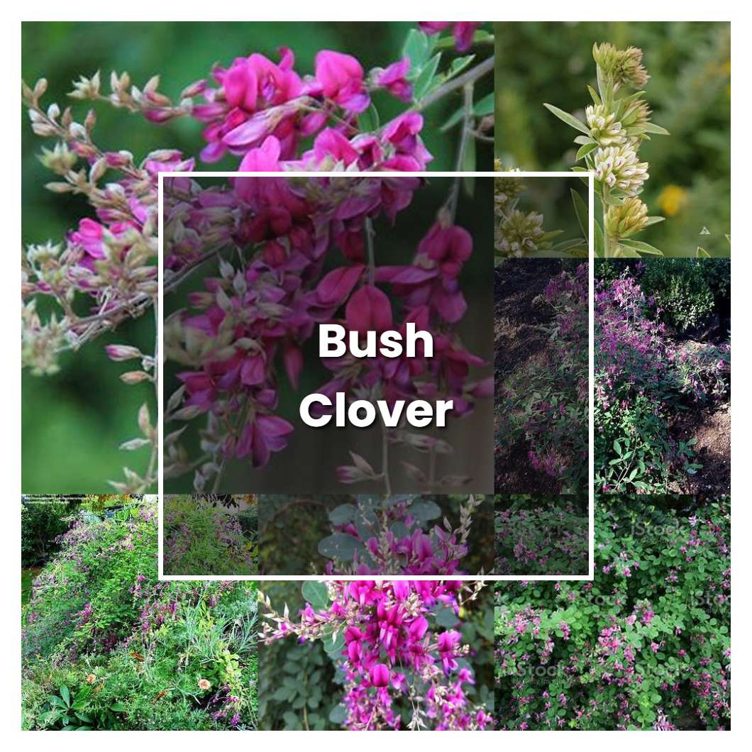 How to Grow Bush Clover - Plant Care & Tips