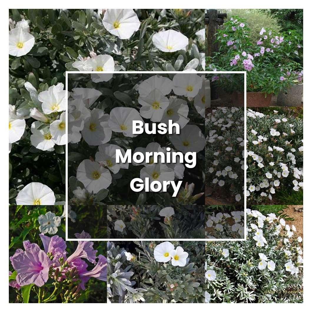 How to Grow Bush Morning Glory - Plant Care & Tips