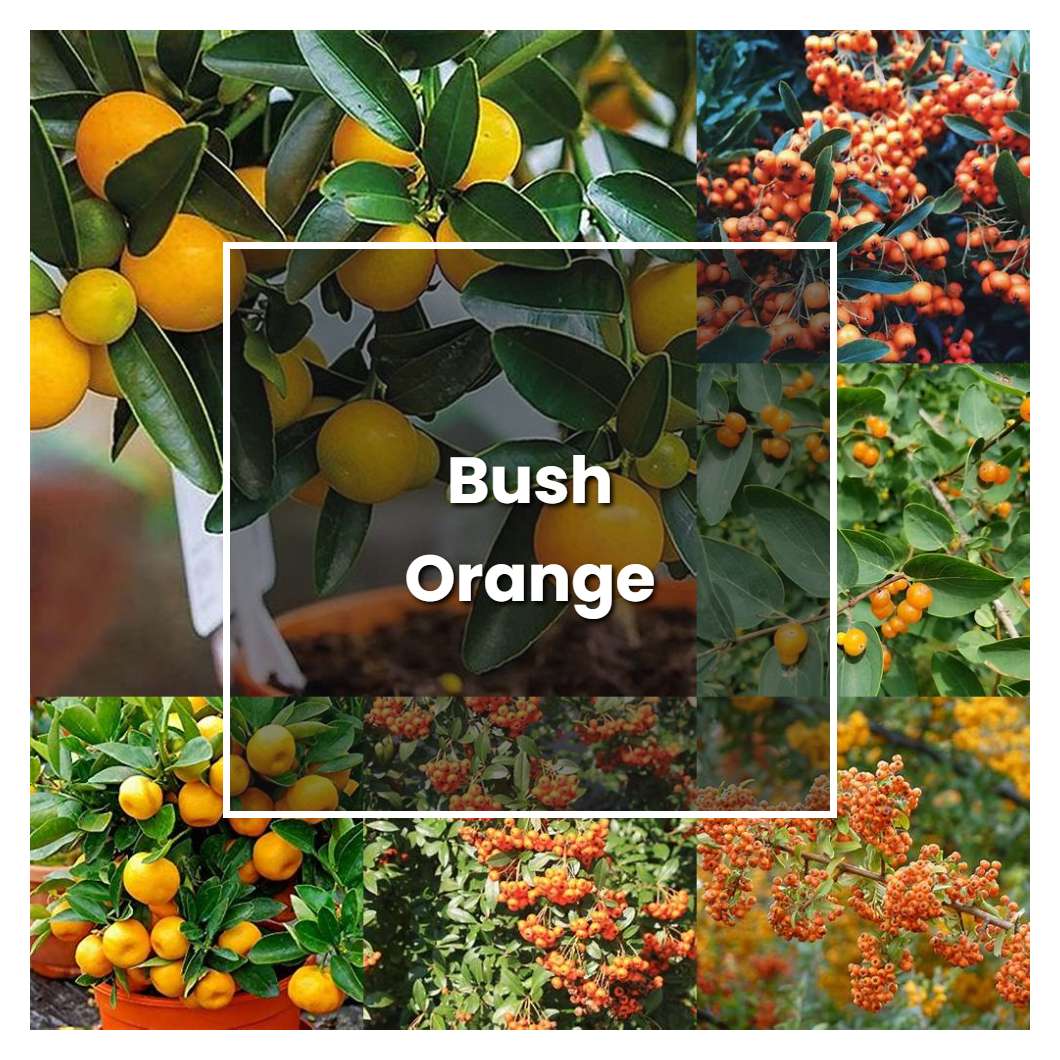 How to Grow Bush Orange - Plant Care & Tips