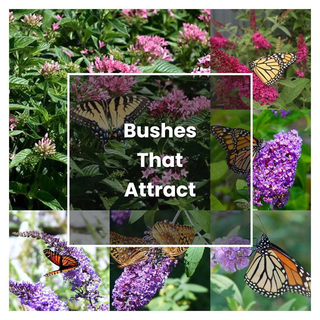 How to Grow Bushes That Attract Butterflies - Plant Care & Tips