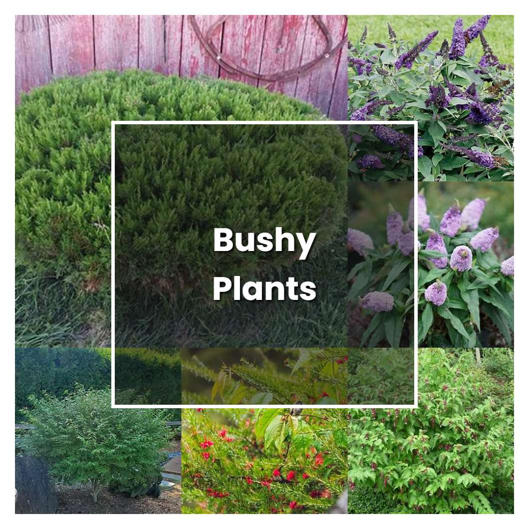 How to Grow Bushy Plants - Plant Care & Tips