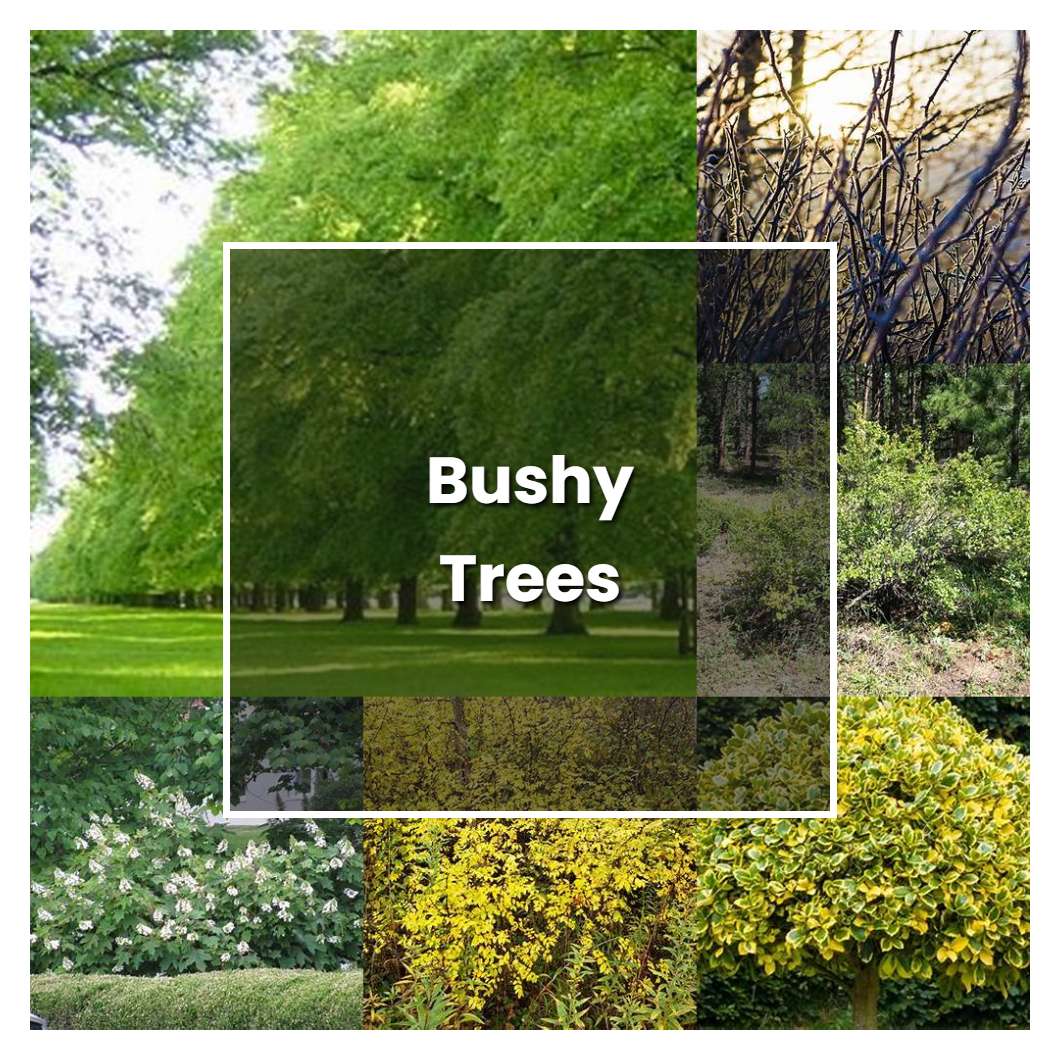 How to Grow Bushy Trees - Plant Care & Tips