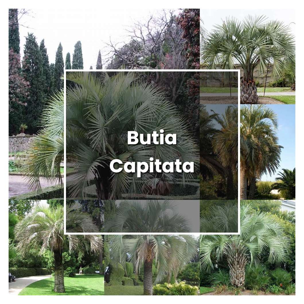 How to Grow Butia Capitata - Plant Care & Tips